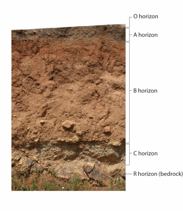   Figure 28.2   - Refers to the accompanying figure illustrating soil horizons.Which soil horizon is composed of organic litter?   A)  O Horizon B)  A Horizon C)  B Horizon D)  C Horizon E)  Bedrock