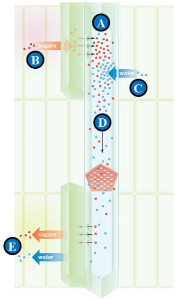   Figure 28.12  - Refers to the accompanying figure illustrating transport in phloem.Companion cell-assisted loading of organic compounds is indicated by letter ____.   A)  A B)  B C)  C D)  D E)  E