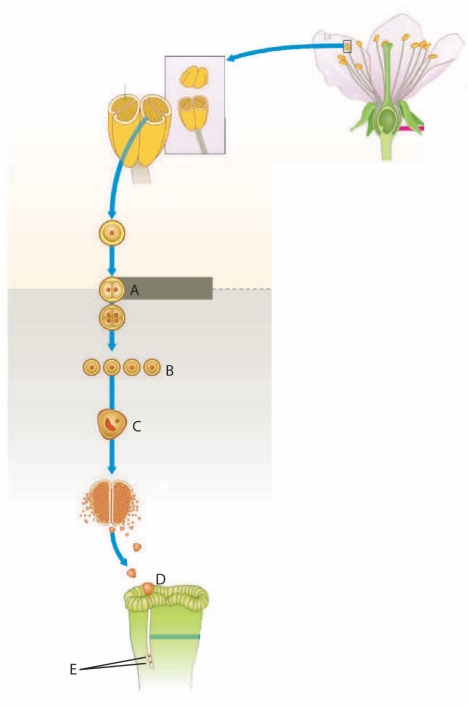      -Sperm cells are indicated by the letter ____.   A) A B) B C) C D) D E) E