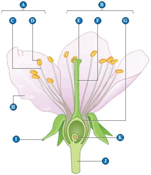     Which part of figure above related to :  -receptacle