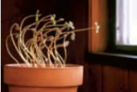 Figure 30.11    -The plant movement in the accompanying figure is caused by ____.   A) auxin differences in two sides of the stems B) gibberellin released in one side of the leaf C) abscisic acid in two sides of the stems D) salicylic acid in two sides of the roots E) cytokinin differences in two sides of the stem