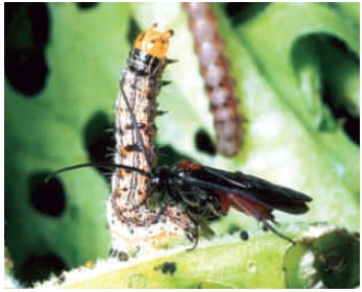 Figure 30.18C    -Which plant hormone listed below is responsible for the symbiotic relationship shown in the accompanying figure?   A) auxin B) gibberellin C) cytokinin D) jasmonic acid E) abscisic acid
