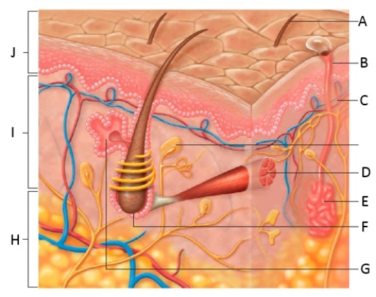   Figure 31.14    Which part of figure above related to :  -smooth muscle