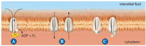 Figure 32.7    -The transporter indicated by the letter  A  in the above figure represents a(n) ____.   A)  active Br transporter B)  sodium-potassium cotransporter C)  passive potassium transporter D)  calcium-phosphorus transporter E)  sodium-calcium transporter