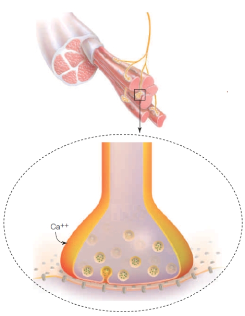 Portion of Figure 32.11    -The accompanying figure best represents what happens at a(n) ____.   A)  neuromuscular junction B)  muscle fiber C)  postsynaptic terminal D)  neuronal membrane E)  negative feedback loop
