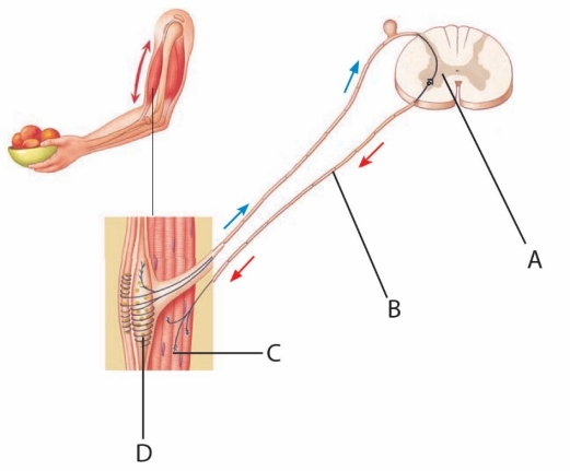   Figure 32.17   -Stretch-sensitive muscle spindles are indicated by the letter _____.   A)  A B)  B C)  C D)  D E)  C and D
