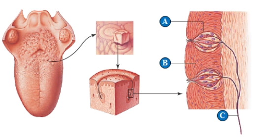   Figure 33.8   -What letter indicates a taste bud?   A)  A B)  B C)  C D)  A and B E)  None of these, because they are olfactory receptors