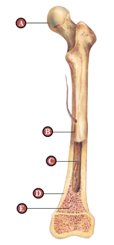   Figure 35.9A  - Refers to the figure above of a human femur Spongy bone is indicated by the letter ____.   A)  A B)  B C)  C D)  D E)  E