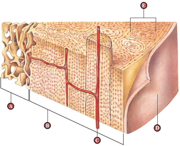   Figure 35.9B   -  Refers to the figure above of a section through boneDense connective tissue is indicated by the letter ____.   A)  A B)  B C)  C D)  D E)  E 