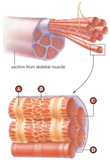 Figure 35.17    -The structure indicated by the letter  B  above represents _____.   A)  actin B)  a myofibril C)  myosin D)  the sarcoplasmic reticulum E)  a muscle fiber