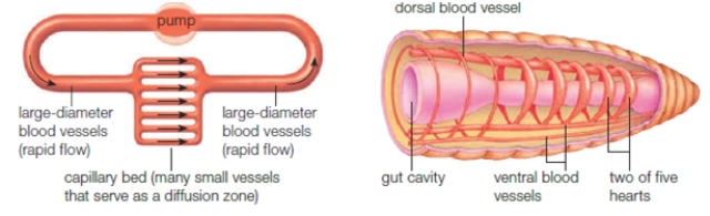 Figure 36.2B    -Circulation in the accompanying diagram functions primarily as a(n) ____.   A)  an open circulatory system B)  system consisting of mostly of tissue spaces C)  closed circulatory system D)  interstitial fluid system E)  three-directional system 
