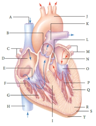   Figure 36.6   -The anatomical structure identified with the letter  R  in the figure above is the ____.   A)  pericardium B)  cardiac muscle C)  inferior vena cava D)  right atrium E)  heart apex