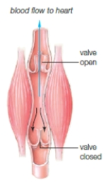 Figure 36.17    -The anatomical structure shown in the accompanying figure is of ____.   A)  venous valves B)  pulmonary veins C)  the inferior valve D)  the right myocardial sac E)  the heart apex