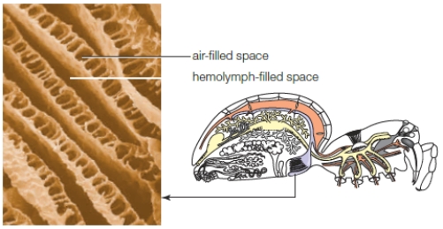   -The accompanying figure illustrates a ____.   A)  book lung B)  tracheal system C)  set of gills D)  microlung E)  circulatory system