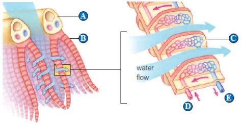   Figure 38.4   -The least oxygenated blood is indicated by the letter ____.   A)  A B)  B C)  C D)  D E)  E