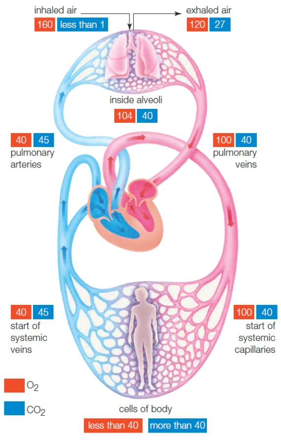   Figure 38.15   -What is the partial pressure of oxygen at the start of the systemic capillary beds?   A)  40 mm Hg B)  100 mm Hg C)  70 mm Hg D)  104 mm Hg E)  130 mm Hg