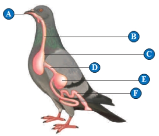 Figure 39.3C    -The storage organ indicated by the letter  C  is called the ____.   A)  mouth B)  crop C)  gizzard D)  rumen E)  cloaca