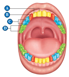 Figure 39.7A        -The teeth designated by the letter  D  in the above figure are called ____.   A)  canines B)  premolars C)  incisors D)  molars E)  wisdom teeth