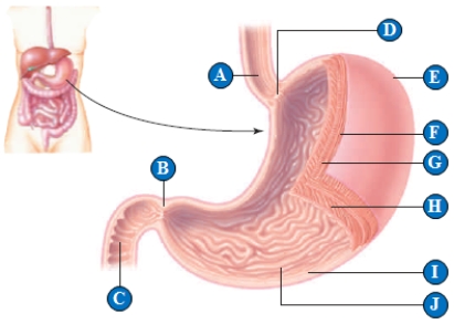   Figure 39.9   -The structure designated by the letter  B  in the above figure is called the ____.   A)  pyloric sphincter B)  esophagus C)  small intestine D)  duodenum E)  appendix
