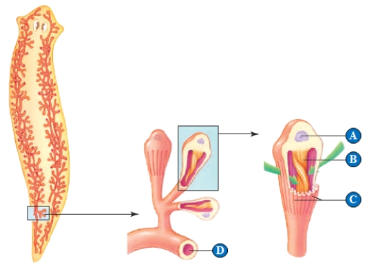 Figure 40.2    -In the above illustration of fluid regulation in a planarian,the letter  A  represents which of the following?   A)  Nucleus of the flame cell B)  Small capillaries that allow water to freely diffuse into the planarian C)  Sexual reproductive organ D)  Cilia to draw fluid into the planarian E)  Funnel to collect fluid