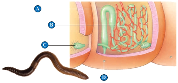 Figure 40.3    -In the above illustration of fluid regulation in an earthworm,the letter  B  represents which of the following?   A)  The excretory pore B)  Nephridium tubules C)  The storage bladder D)  The ureter E)  Funnel to collect fluid