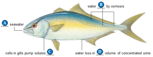   Figure 40.12A Use the figure above showing a marine bony fish to answer the following question. -Blanks  C  and  D  should be labeled,respectively,_____.   A)  in; large B)  in; small C)  out; large D)  out; small E)  in; equal
