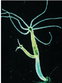 Figure 41.1A    -The organism shown above is using which of the following types of reproduction?   A) Asexual budding B) Sexual production of eggs C) Hermaphroditic cofertilization D) Fragmentation E) Parallel fertilization