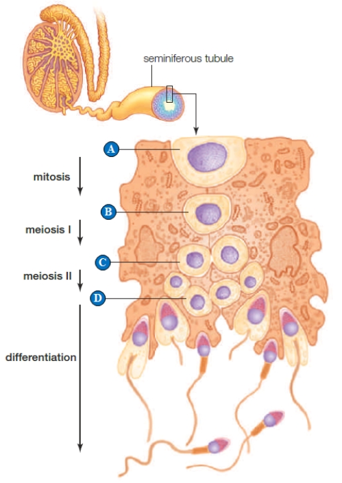   Figure 41.10 Use the figure above to answer the following question. -The secondary spermatocyte is indicated by the letter(s) ____.   A)  A B)  B C)  C D)  D E)  B, C, and D