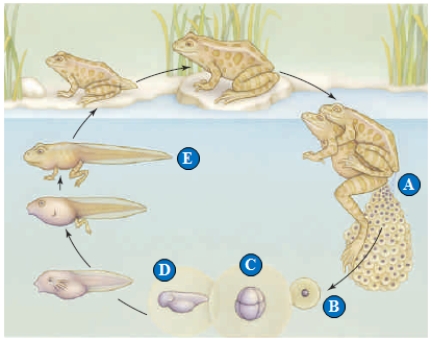   Figure 42.2 The following question refers to the figure above illustrating frog development. -Organ formation is occurring at ____.   A)  A B)  B C)  C D)  D E)  E
