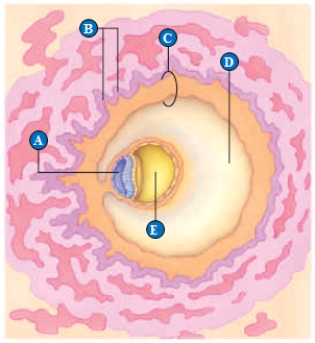   Figure 42.11 ?Use the figure above showing human embryonic developmental day 14 to answer the following question. -Which of the following structures represents the yolk sac?   A)  A B)  B C)  C D)  D E)  E