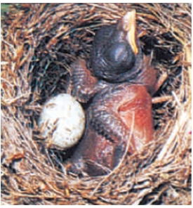 Figure 43.5A    -The above figure of a young cuckoo shoving its foster parents' egg out of the nest best demonstrates _____.   A)  imprinting behavior B)  instinctive behavior C)  classical conditioning D)  learned behavior E)  operant conditioning