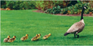 Figure 43.6    -The above figure of goslings (baby geese) following their mother demonstrates ____.   A)  imprinting behavior B)  operant conditioning C)  systematic desensitization D)  reactionary behavior. E)  voluntary behavior...