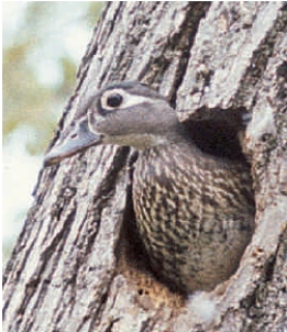Figure 44.5    -The wood duck shown in the above photograph was adversely affected by ____ and is making a comeback thanks to ____.   A) global cooling; heat producing chemical added to their diet B) sexually transmitted viruses; a new vaccine C) limited numbers of natural cavities; artificial nesting boxes D) high incidence of males being born; transplantation of females from other areas E) invasive species; removal of introduced predators