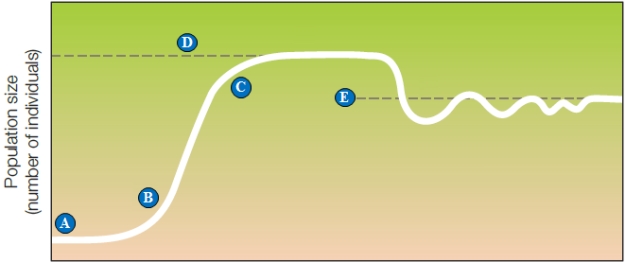   Figure 44.6 The following question refers to the figure above illustrating logistic growth. -The initial carrying capacity of an environment is indicated by ____.   A)  A B)  B C)  C D)  D E)  E