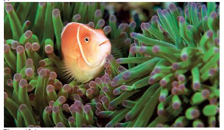    Figure 45.4     -The relationship between the sea anemone and a pink anemonefish shown above is ____ A) a parasitic association B) Predation C) resource partitioning D) a mutualistic association E) an epiphytic relationship