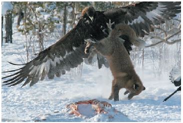    Figure 45.6A   -The image in the above photograph is a prime example of ____. A) double mutualism B) associative commensalism C) interference competition D) team predation E) Parasitism