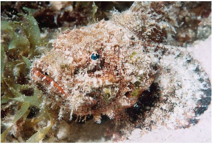    Figure 45.13  -The scorpionfish in the above figure is using ____ for protection. A)  Mimicry B)  display behavior C)  warning coloration D)  chemical defenses E)  Camouflage
