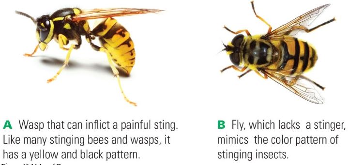    Figure 45.11A and B    -The images above of a stinging wasp and a nonstinging fly are an example of ____. A) Mimicry B) display behavior C) mimicry and warning coloration D) chemical defenses E) Camouflage