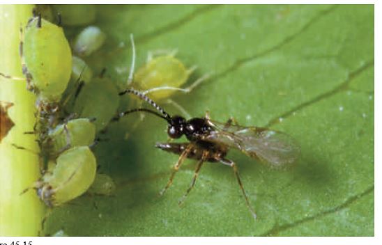    Figure 45.15     -The photograph above of the aphid and the wasp is an example of ____. A) Mimicry B) display behavior C) warning coloration D) chemical defenses E) biological control of pests