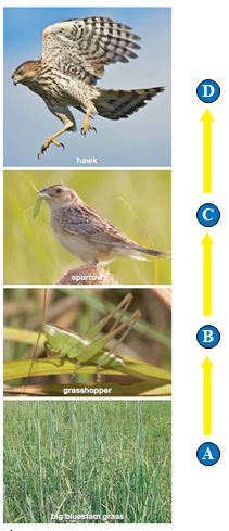   Figure 46.2 The following question refers to the accompanying figure illustrating a tallgrass prairie food chain. -The letter C indicates a ____.   A)  primary producer B)  primary consumer C)  second-level consumer D)  third-level consumer E)  fourth-level consumer