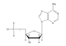 Which of the following 2'-deoxynucleotides contains the base thymine? A)    B)    C)    D)    E)   