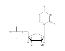 Which of the following 2'-deoxynucleotides contains the base thymine? A)    B)    C)    D)    E)   