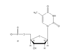 Which of the following 2'-deoxynucleotides contains the base thymine? A)    B)    C)    D)    E)   