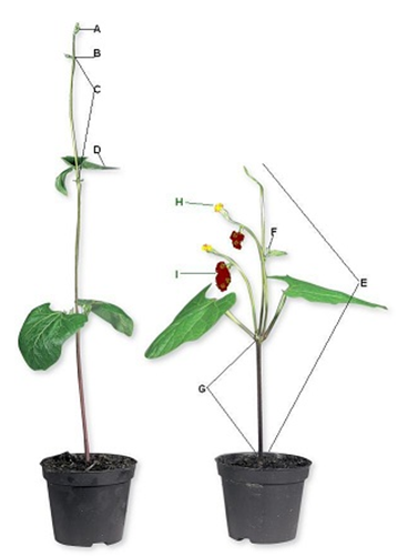   -Which of the following is a vegetative part of the plant? A) F B) All of the answer choices are correct. C) A D) G E) D