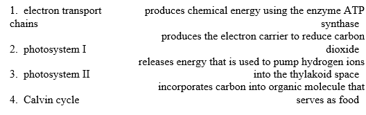 Match the steps of photosynthesis with the correct descriptions.   