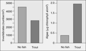 The following figure shows studies in a stream where enclosures were setup either with trout or with no trout.Which statement is a correct interpretation of the graph about trout,invertebrates,and algae?   A) If trout are present in a system,alga production is low and invertebrate population levels are also low. B) If trout are present in a system,alga production is high and invertebrate population levels are also high. C) If trout are present in a system,alga production is high and invertebrate population levels are low. D) Trout do not seem to affect the alga production;only the invertebrate populations are affecteD. E) Trout do affect the alga production but not the invertebrate populations.