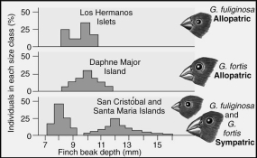 Two of Darwin's finches display a character displacement when they occur as sympatric species.Which of the statements correctly interprets the graph?   A) Both species have the same size beak on Santa Maria Island. B) Both species have the same size beaks on Daphne Major. C) Both species have the same size beaks on Los Hermanos Island. D) The two species have different beak sizes when they occur on the same islanD. E) The two species feed on different food resources;one feeds on seeds while the other feeds on insects.