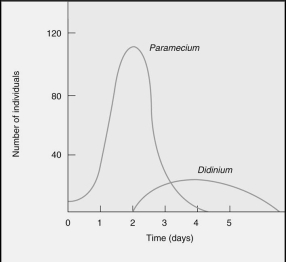 Which statement is the correct interpretation of the graph?   A) The population of Didinium goes extinct with the addition of Paramecium on day 4. B) The population of Didinium continues to increase and remains high even after the extinction of the Paramecium. C) The population of Paramecium goes extinct with the addition of Didinium on day 8. D) The population of Didinium increased but then went extinct after the population of Paramecium went extinct. E) The population of Didinium is able to increase at the expense of the Paramecium population.After a brief period both populations are able to coexist.