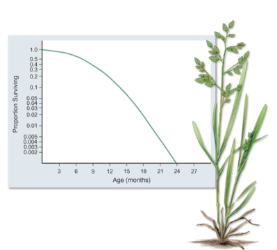 What is the most reasonable conclusion that can be made from data graphed in the figure.   A) After high mortality early in life,survivorship becomes constant for the rest of life. B) After high mortality late in life,survivorship becomes constant for the rest of life. C) After high mortality early in life,survivorship increases at a constant rate for the rest of life. D) After high mortality late in life,survivorship increases at a constant rate for the rest of life. E) After high mortality early in life,survivorship decreases at a constant rate for the rest of lifE.