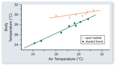 The figure included shows the body temperature of lizards versus air temperature in two different habitats-open and shaded forest.Which one of the following conclusions is best supported by these data.   A) Lizards are more active in open habitats. B) Lizards sunbath more in open habitats. C) Lizards in shaded forest habitats eat more to maintain their temperature. D) The body temperature of lizards is more constant in open than in shaded forest habitats. E) The negative effect of air temperature on body temperature is less in shaded forest habitats because the temperature varies less therE.